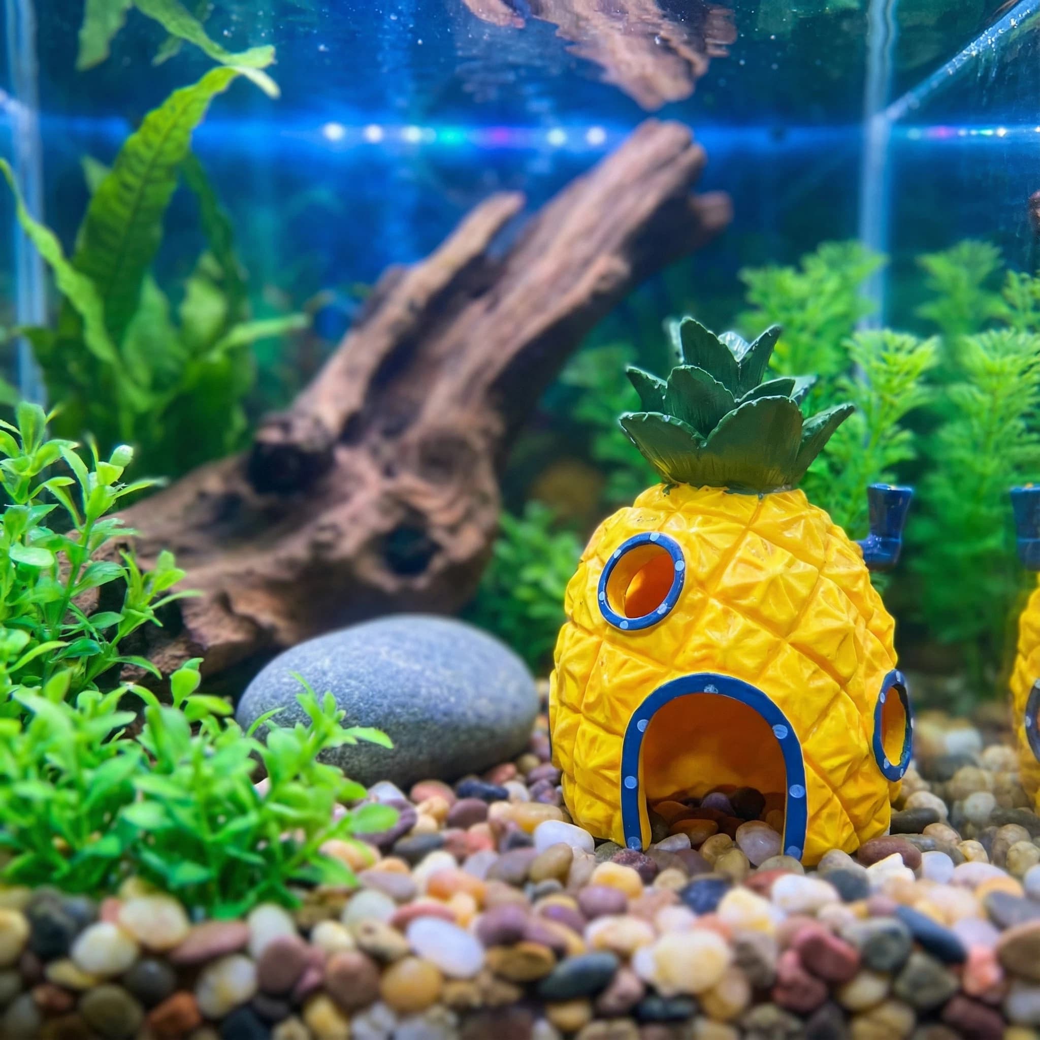 Aquarium Fish Cave - Ananas Evi Akvaryum Dekoru, Betta Karidesleri