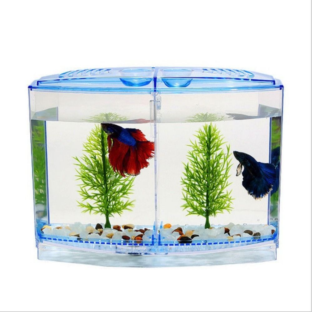 Şeffaf Betta balık tankı, çift - Aquarium Fish Cave incelemesi ve fiyatı