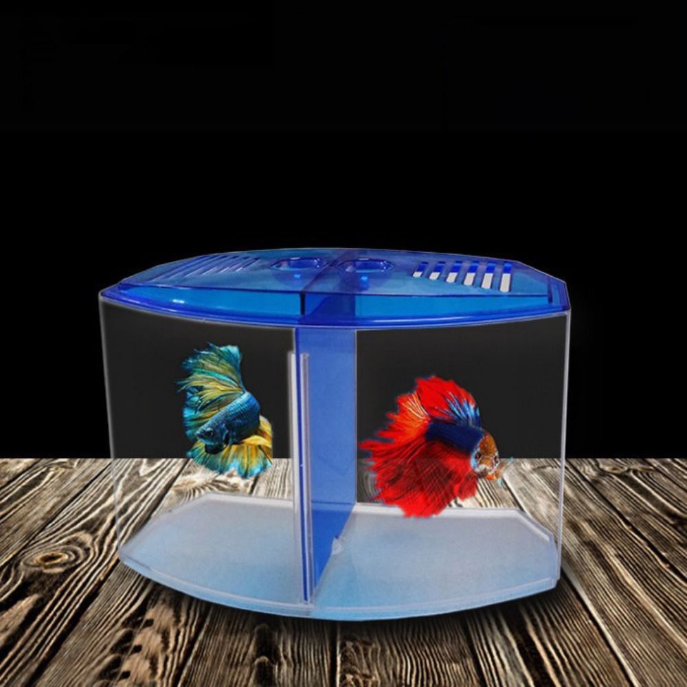 Şeffaf Betta balık tankı, çift - Aquarium Fish Cave incelemesi ve fiyatı