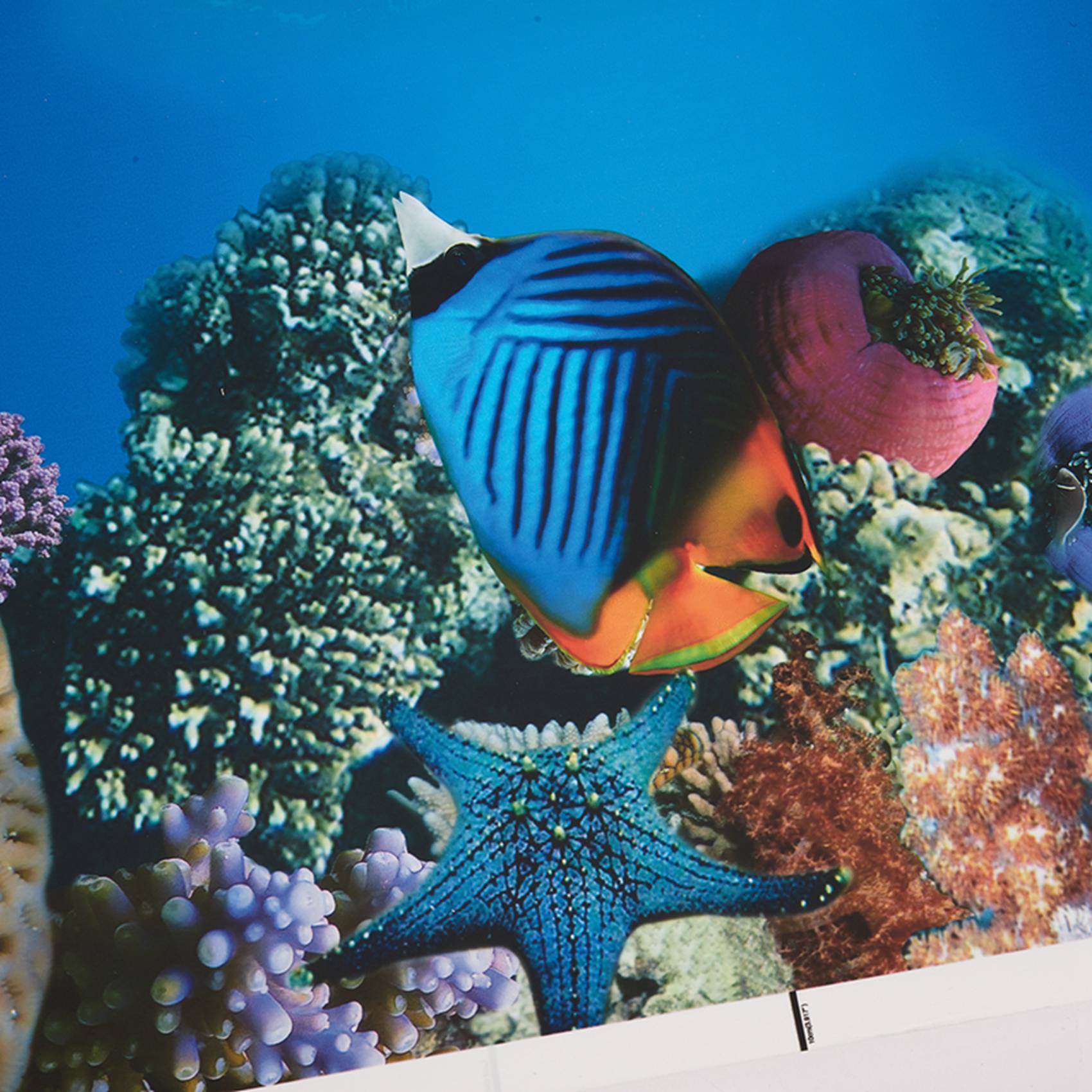 BAAU Akvaryum Arka Plan Kağıdı - Fish In Aquarium Picture incelemesi ve fiyatı