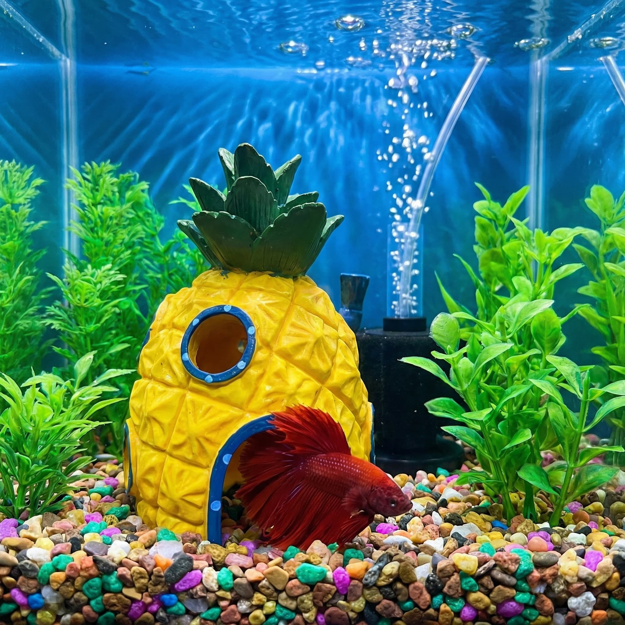 Ananas Evi Akvaryum Dekoru, Be - Aquarium Fish Cave incelemesi ve fiyatı