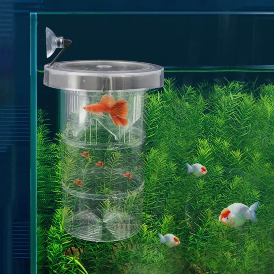 Akrilik Yüzen Balık Yetiştirme - Aquarium Fish Cave incelemesi ve fiyatı
